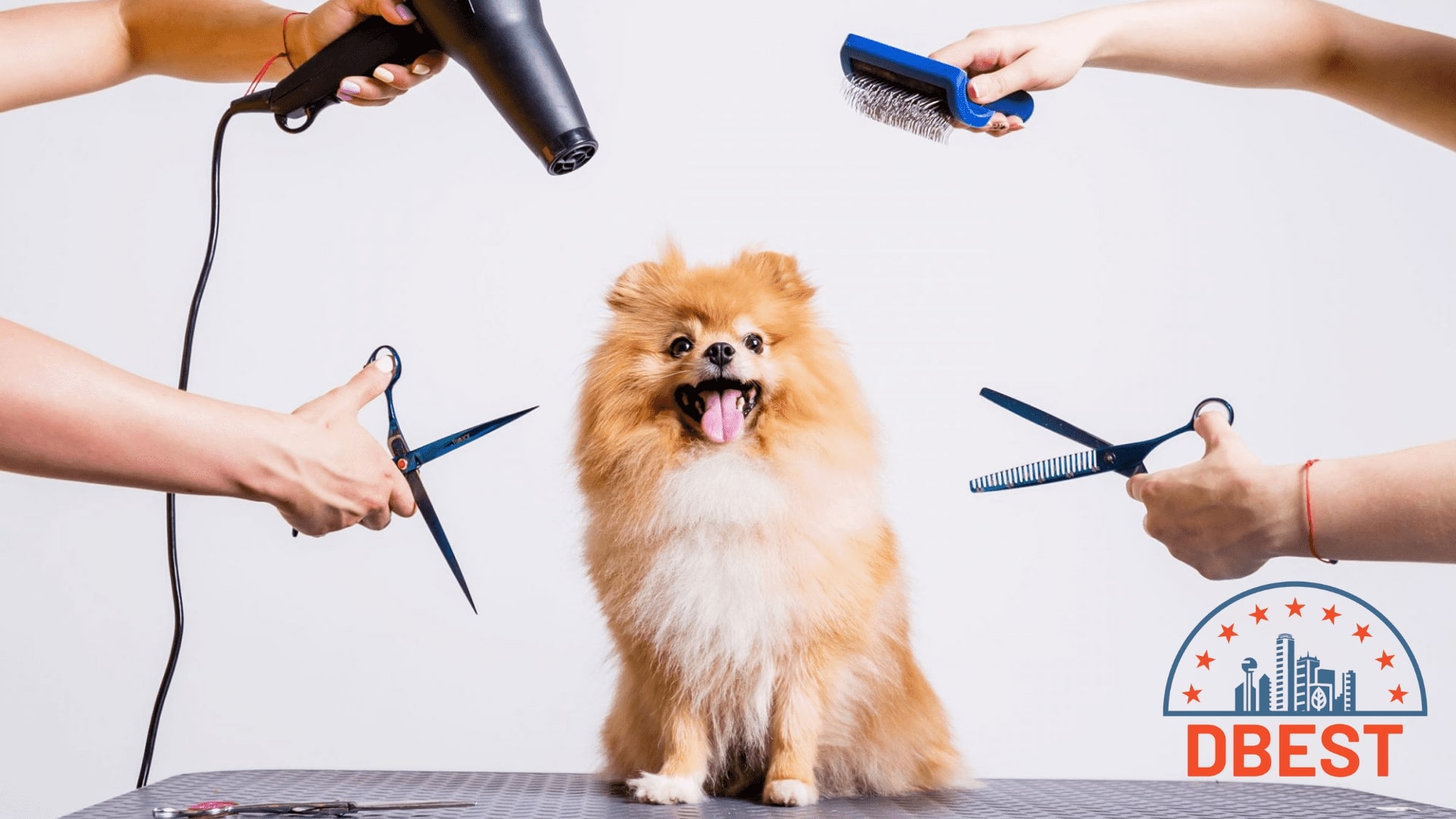 The-5-Best-Dog-Grooming-Services-in-Dallas-Homepage