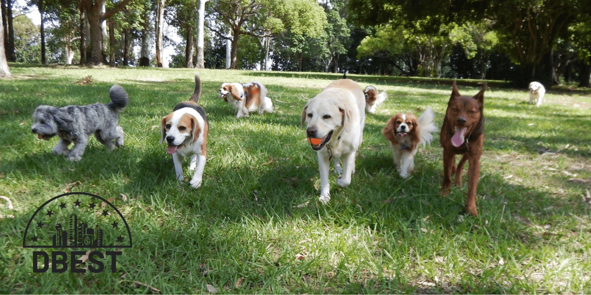 Top 5 Dog Daycares in Dallas Homepage