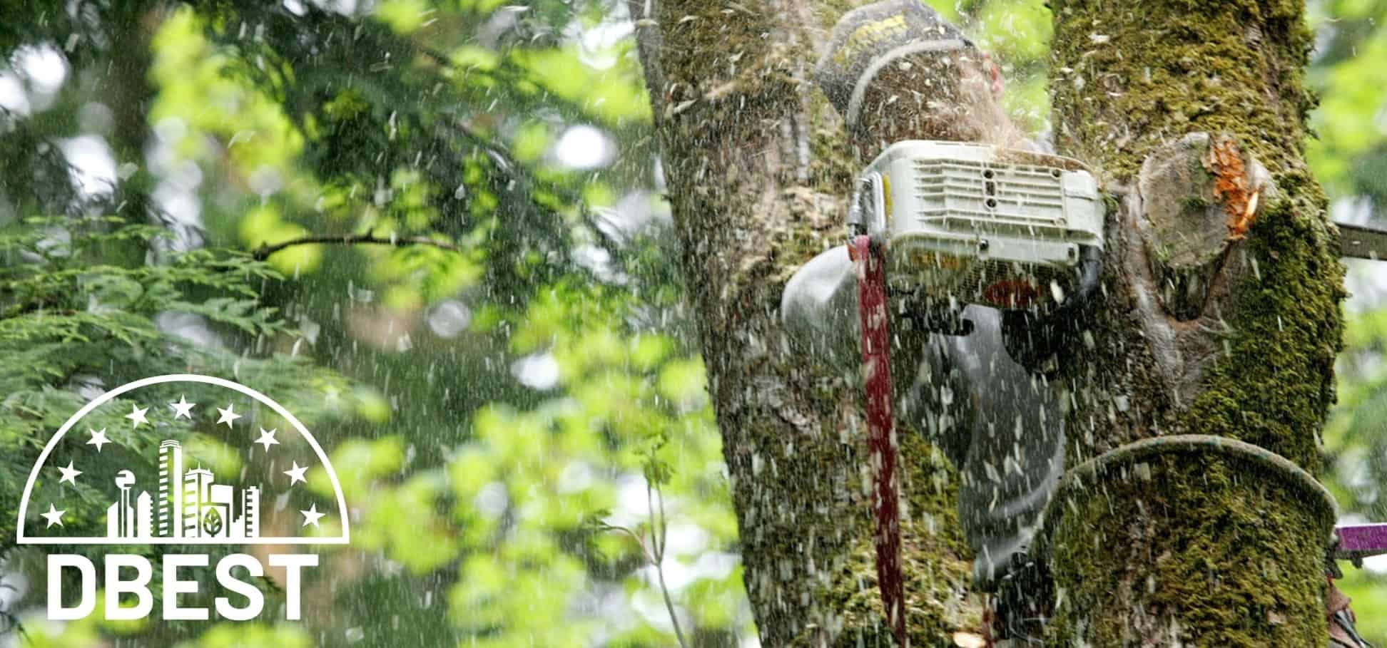 The 5 Best Tree Services in Dallas