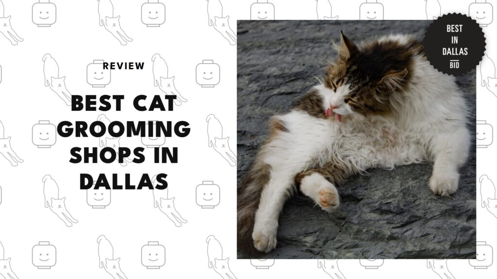 best-cat-grooming-dallas-banner