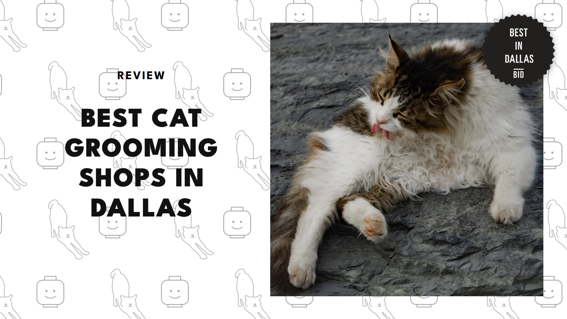 best-cat-grooming-dallas-banner